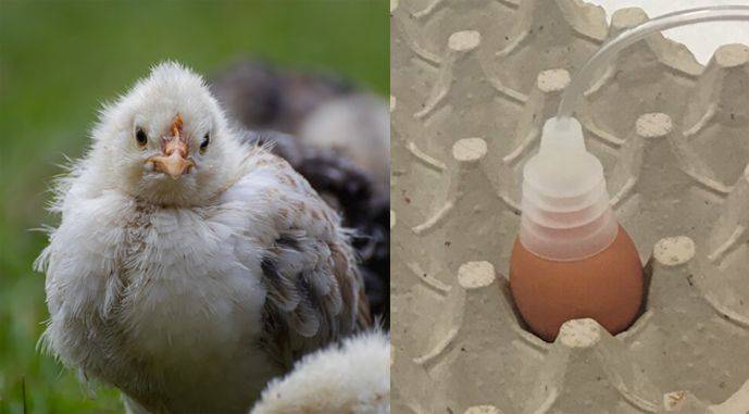 Ученые научились определять по запаху пол цыплят в яйце