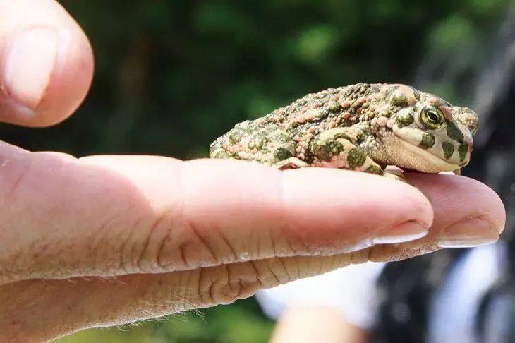 Почему деревенские жители радуются, если на участке появляются жабы с лягушками: вы удивитесь