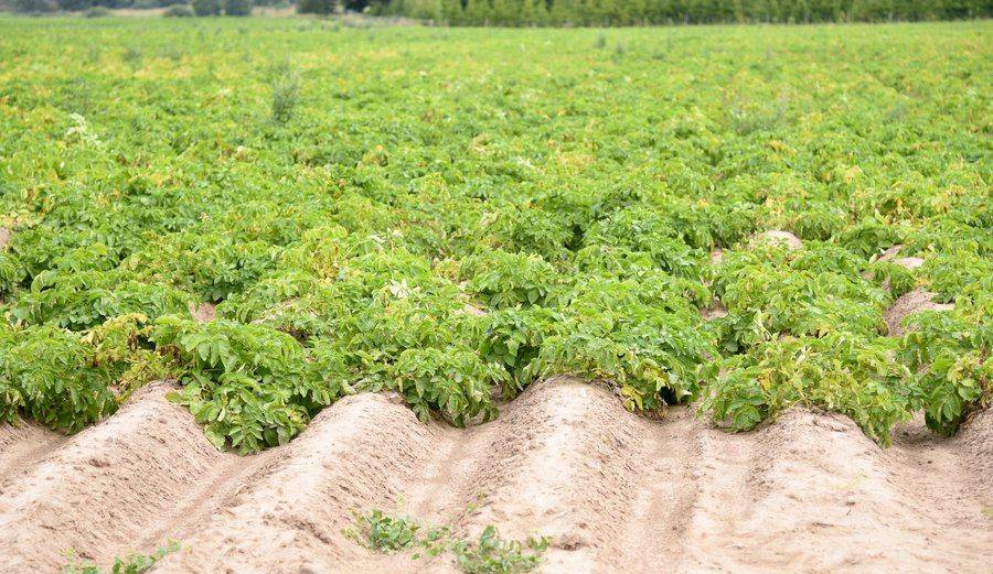В Латвии впервые обнаружен паразит — картофельная нематода