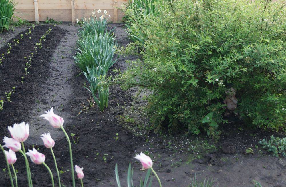 Огород в июне: что посадить и как поливать