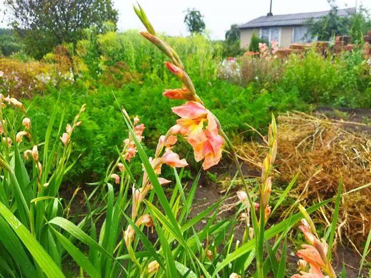 Чем подкормить гладиолусы в июне: это простое средство обеспечит пышное цветение