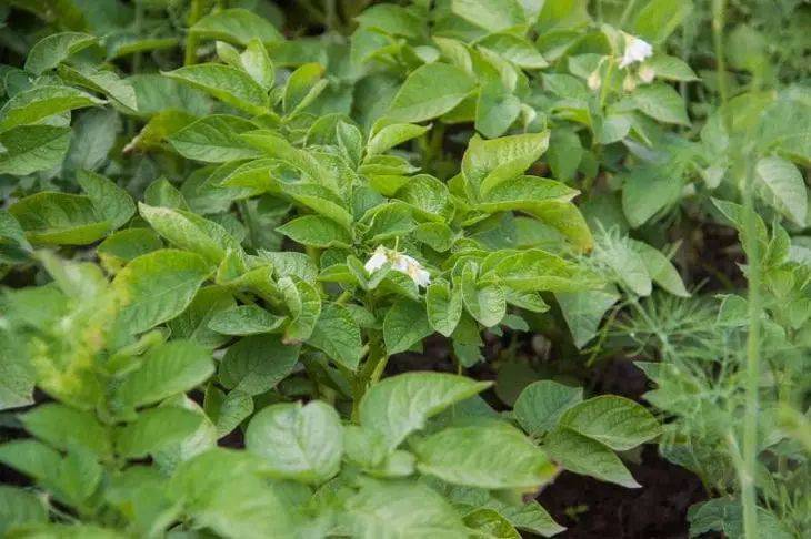 Чем засеять огород, чтобы уберечь картофель и другие овощи от проволочника: 4 варианта