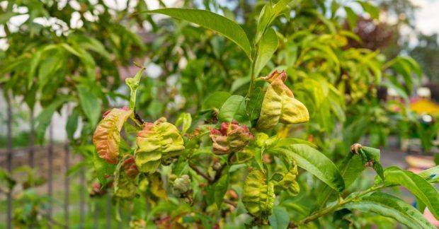 Как убрать курчавость листьев на персике - народные рецепты для лечения и профилактики