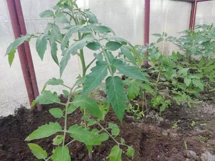 Что делать, если у томатов начали скручиваться листья: скорая помощь для растений