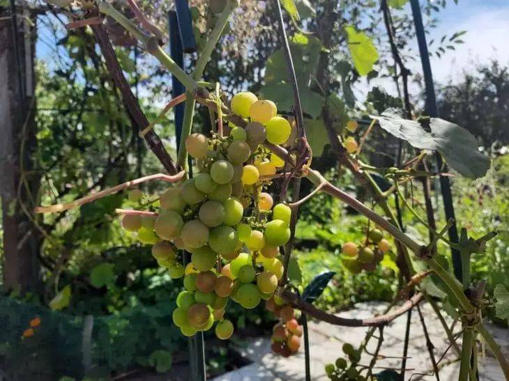 Три соседа для винограда, которые неправильно сажают дачники: посадите их рядом с виноградом и урожай увеличится