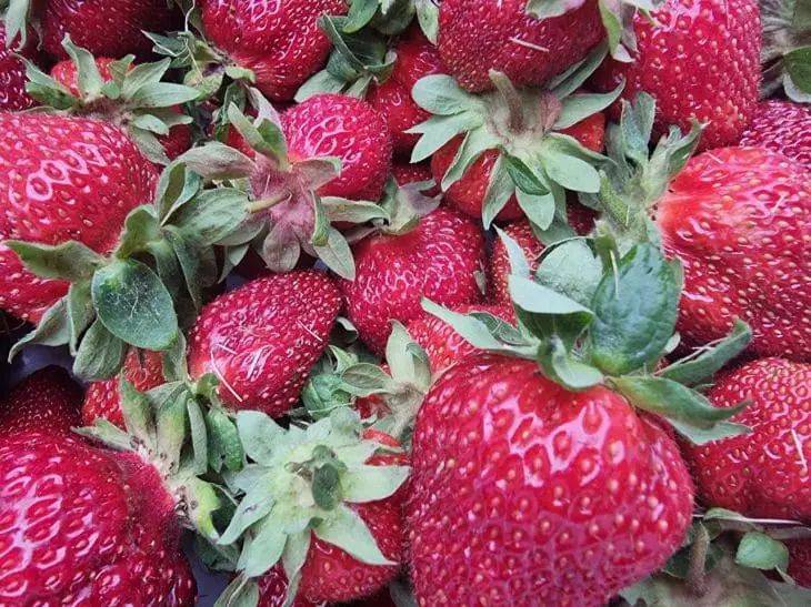 Что дает посадка клубники в августе: секрет, который поможет увеличить урожай ягод