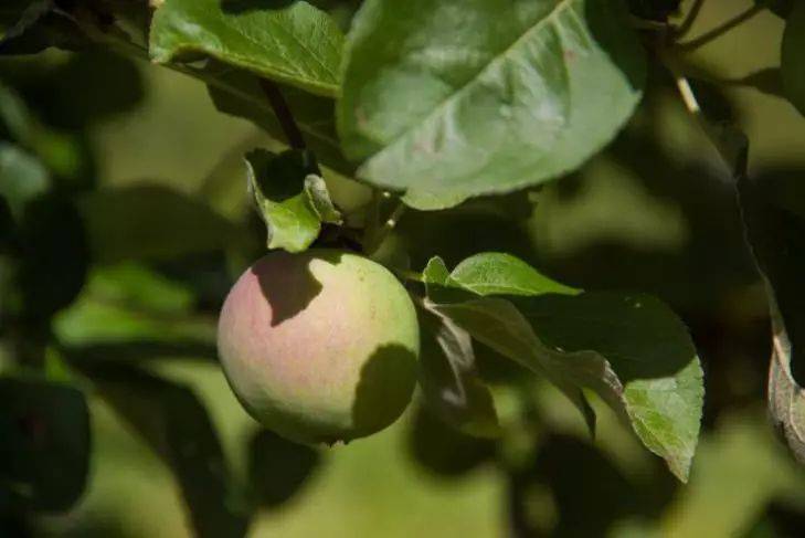 Яблоня совсем не плодоносит: хитрость со ржавым гвоздем