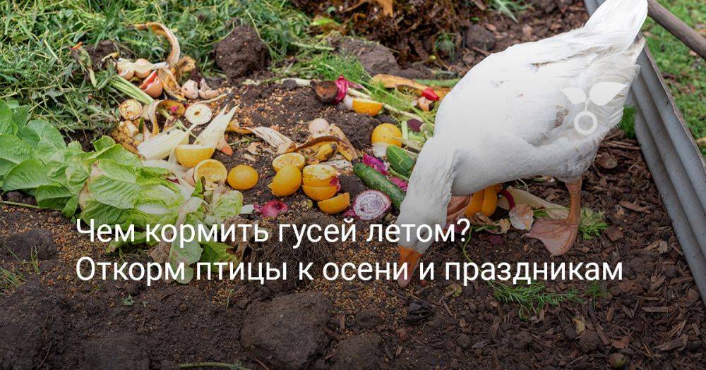 Чем кормить гусей летом? Откорм птицы к осени и праздникам