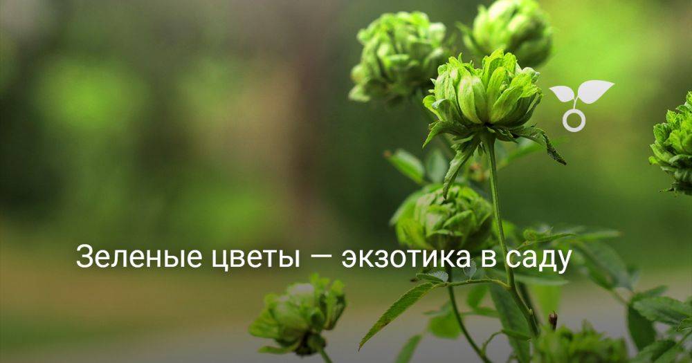 Зеленые цветы — экзотика в саду