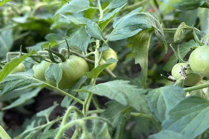 Дешевая подкормка, которая защитит томаты от популярного недуга: успейте внести ее в июле
