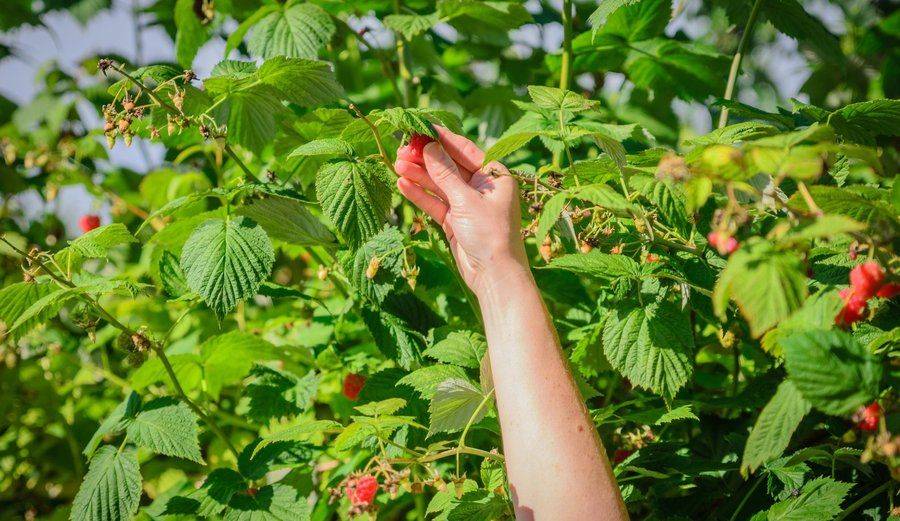 12 фермерских хозяйств в Латвии, где можно собрать чернику, малину и смородину своими руками