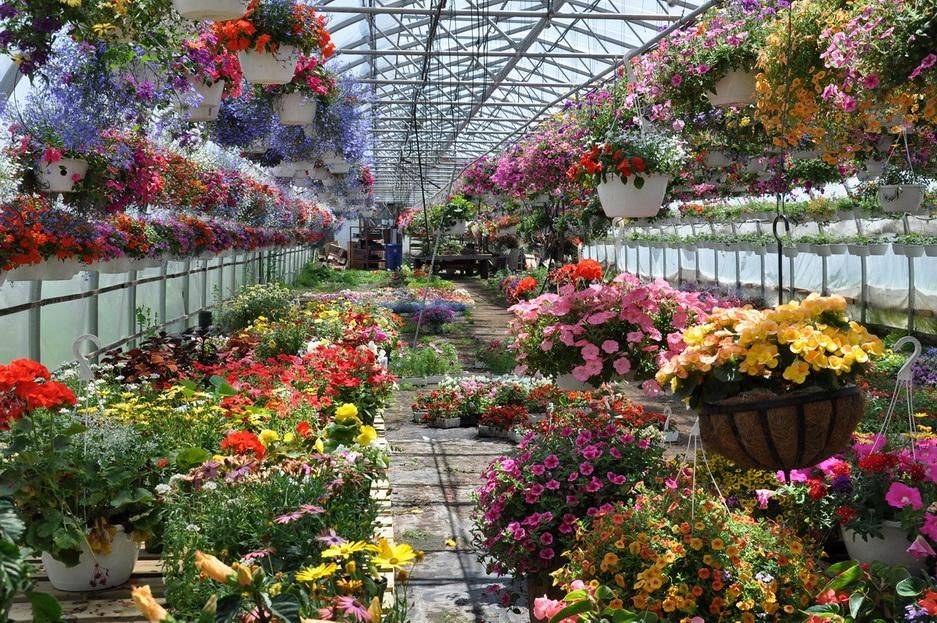 Как вырастить цветы в теплице: рекомендации по выращиванию разных видов цветов