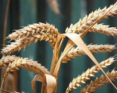 Российская пшеница дорожает почти во всех регионах