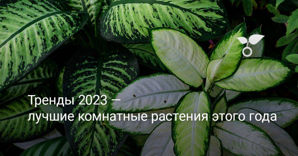 Тренды 2023 — лучшие комнатные растения этого года
