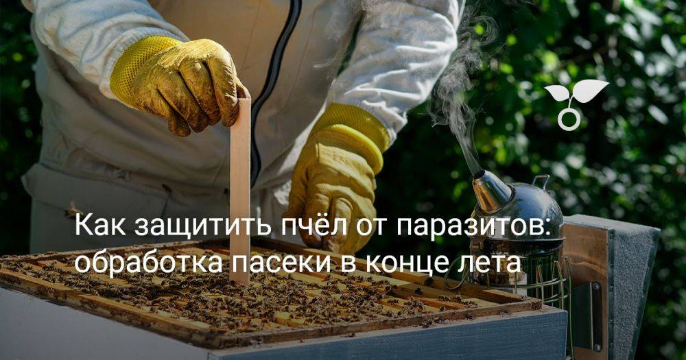Как защитить пчёл от паразитов — обработка пасеки в конце лета