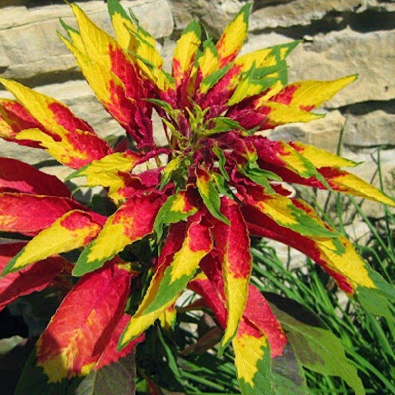 Амарант трехцветный Иллюминейшн: фото и описание, выращивание из семян, отзывы