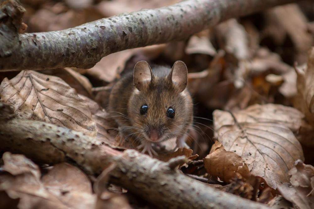 Как защитить дом и участок от мышей осенью