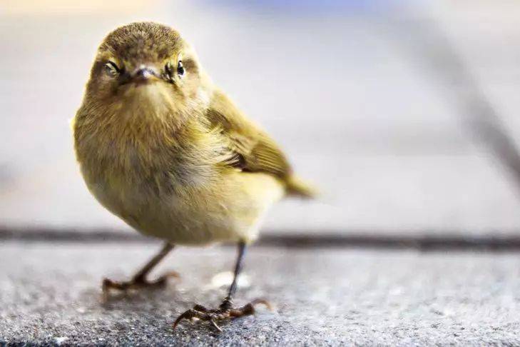 Как помочь птицам и животным в сильный мороз на даче: чем их подкормить