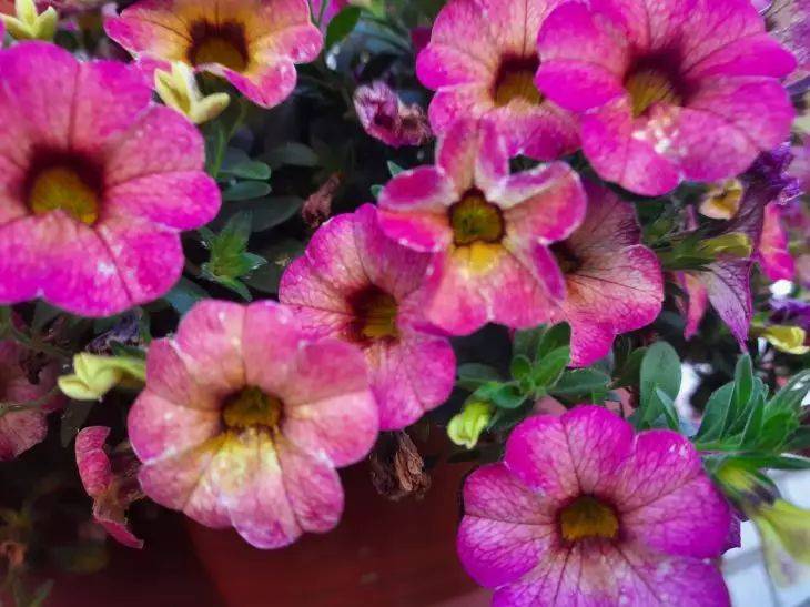 5 ярких сортов петуний: они сделают ваш сад пёстрым – как оформить красивый цветник в новом сезоне