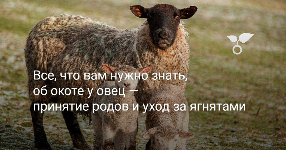 Все, что вам нужно знать, об окоте у овец — принятие родов и уход за ягнятами