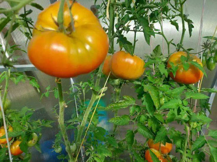 Крупноплодные сорта томатов: обзор видов с плодами от 500 г до 1 кг и больше