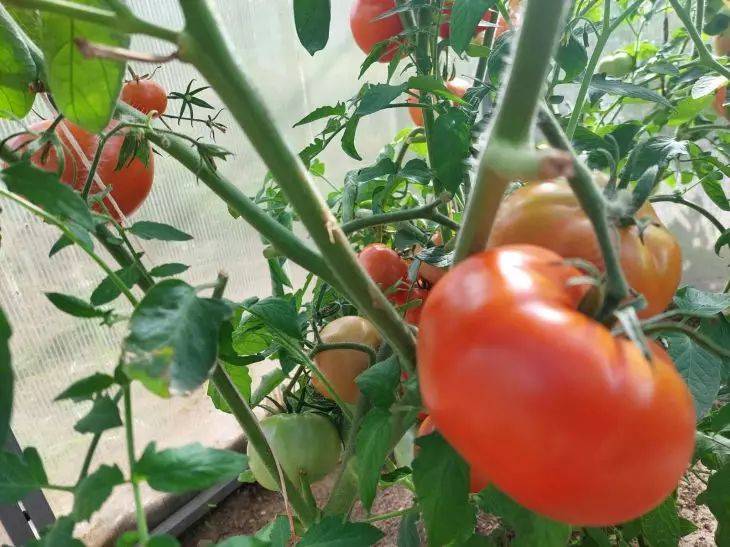 Собирайте по 100 кг помидоров всего с 5 кустов: методика агронома, которую оценят дачники на пенсии