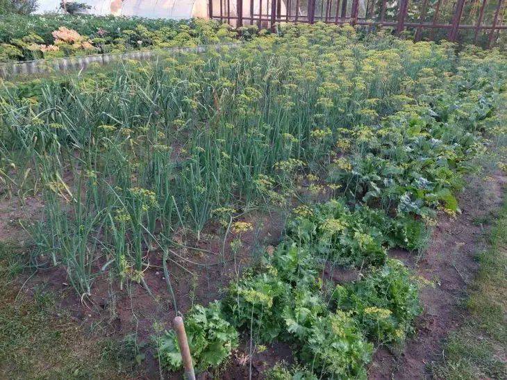 Оптимальный срок посева рассады овощей: советы эксперта для получения богатого урожая