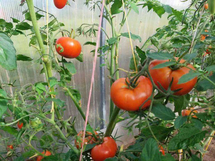 Новинки томатов, которые стоит посадить на рассаду в 2024 году: 5 урожайных сортов