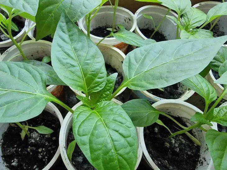 Как вырастить перцы на подоконнике: маленькие хитрости для большого урожая