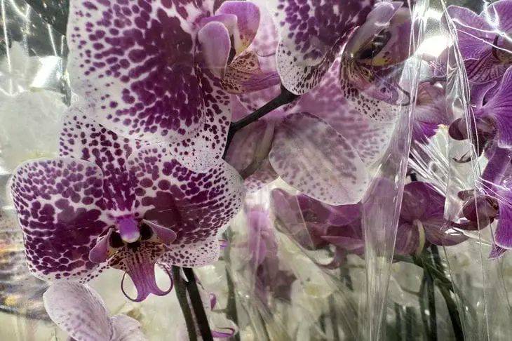 Какую орхидею завести начинающему цветоводу, чтобы потом не пожалеть: возможен только один вариант