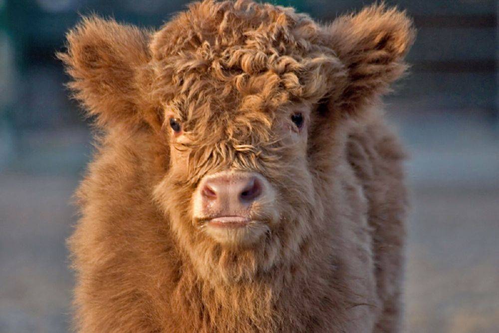 Мини-коровы – декоративная забава или новая тенденция в животноводстве?