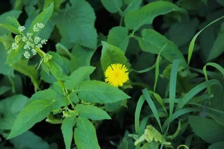 Как обратить вспять действие гербицидов: советы, полезные для каждого садовода