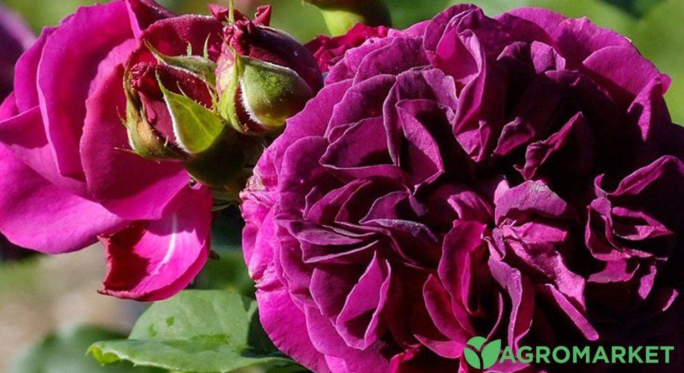 ТОП 5 садовых растений с фиолетовыми цветами
