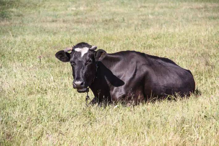 Можно ли выращивать мини-коров на даче: стоит ли новая тенденция внимания животновода