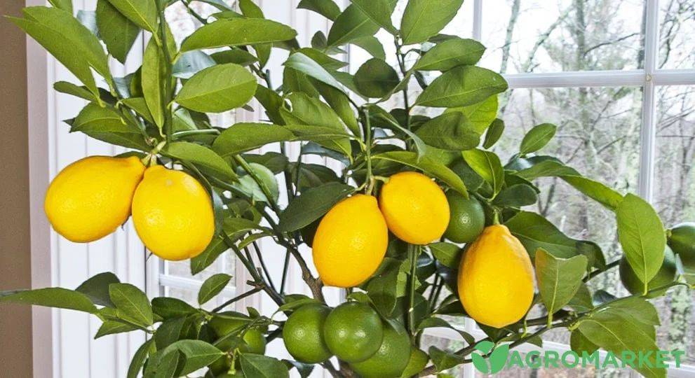 Комнатный лимон, ошибки в выращивании