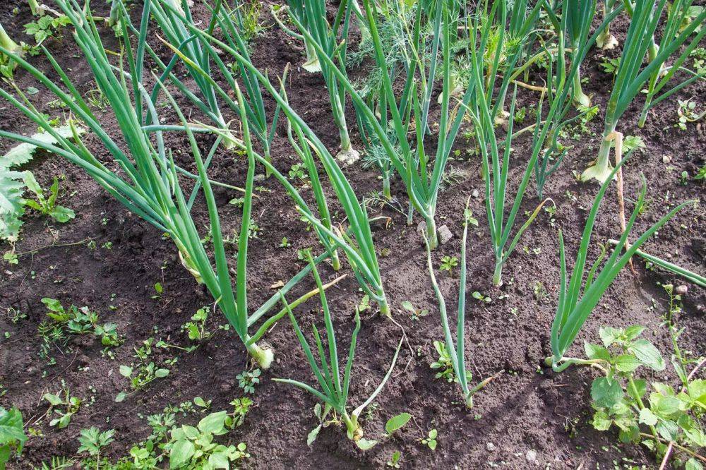 Как вырастить богатый урожай зеленого лука на подоконнике: не все огородники знают этот прием
