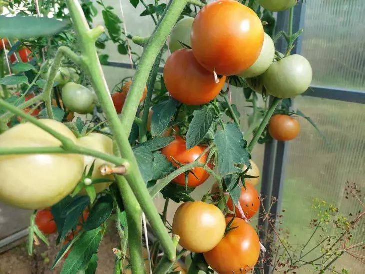 Хитрости опытных огородников: как и когда собрать помидоры у салатных томатов