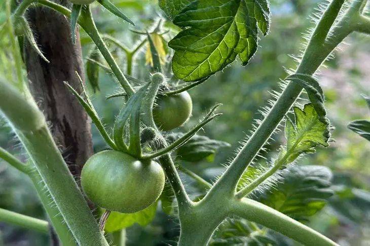Топ-5 томатов, которые радуют урожайностью и неприхотливостью: должны быть у каждого на огороде