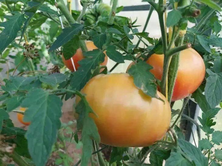 Топ-5 сортов мясистых томатов: они отлично зарекомендовали себя в 2023 году