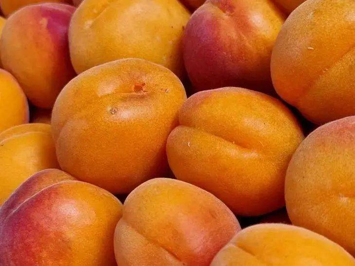 Абрикосы и персики: раскрываем тайны посадки – где взять нужные косточки