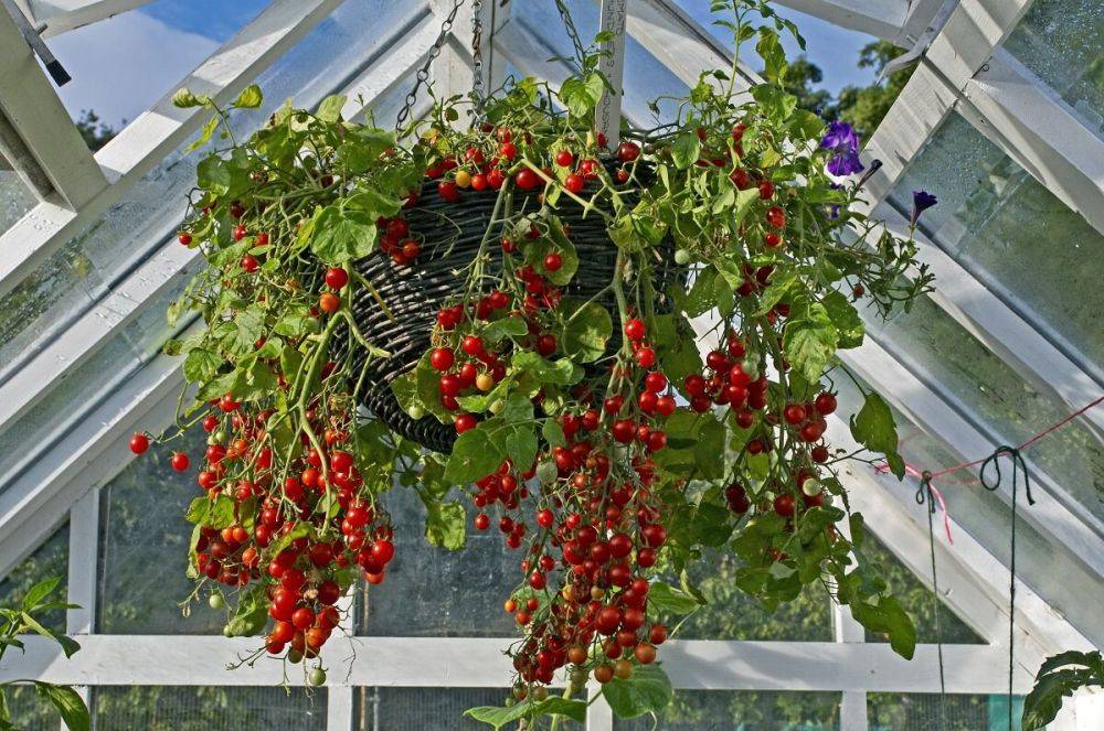 Все о выращивании ампельных томатов: сорта, агротехника, мифы продавцов