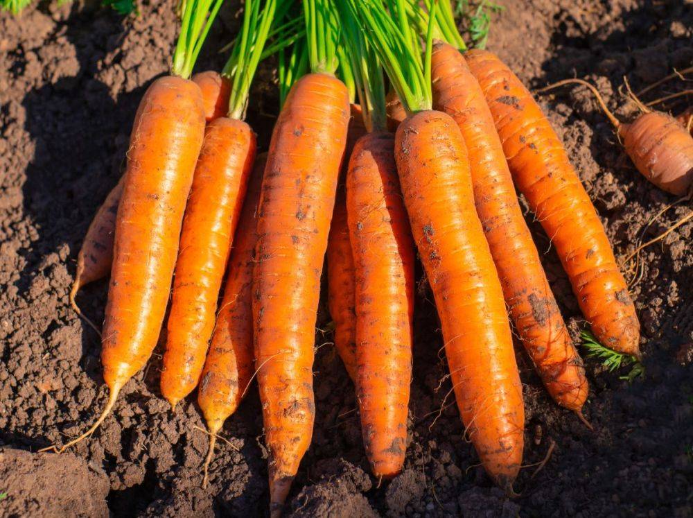 12 беспроигрышных сортов и гибридов моркови – урожай порадует!