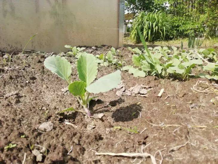 Как правильно поливать рассаду капусты: ошибка, которая может лишить дачника урожая