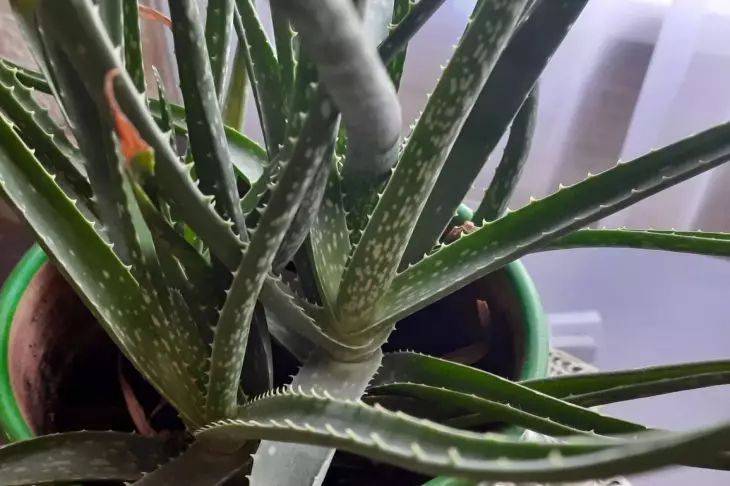 Зачем опытные цветоводы вставляют в вазон с комнатными растениями спички: вы удивитесь