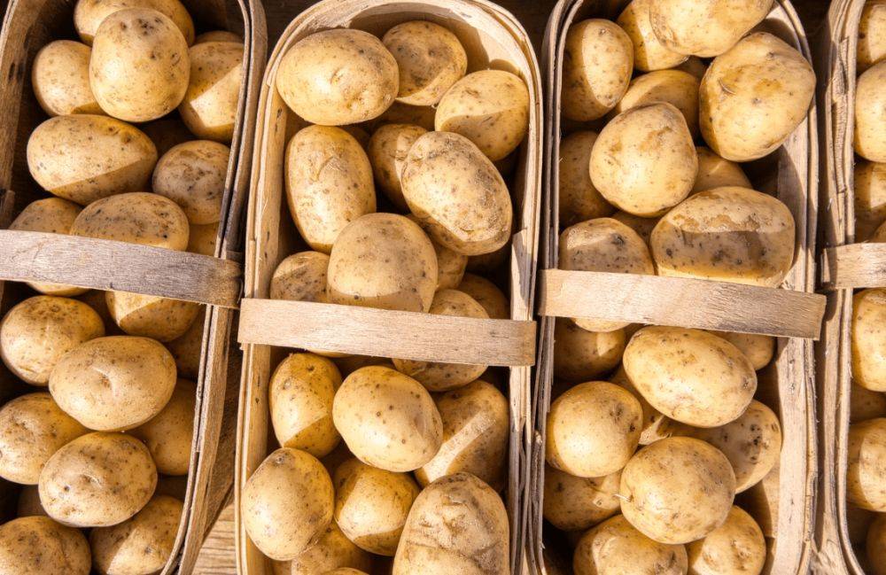 Все о правильном хранении картофеля: этапы, способы, условия