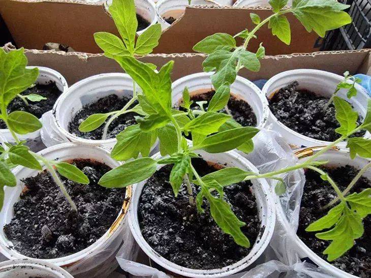 Как вырастить рассаду томатов за 22 дня: не миф, а реальность