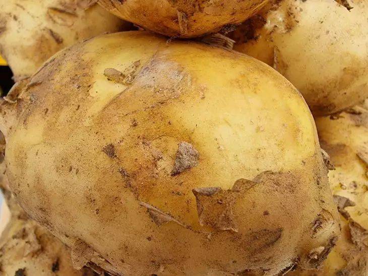 Как собирать роскошный урожай картофеля без севооборота: 3 хитрости - о них знают немногие