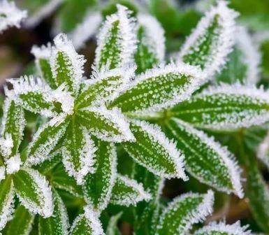 Какие растения боятся весенних заморозков?