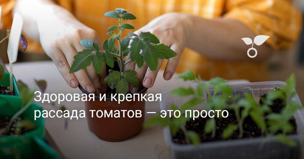 Здоровая и крепкая рассада томатов — это просто