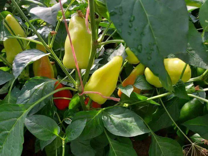 Секретные подкормки для перца – увеличивают урожай в 3-4 раза: соседи будут завидовать до одури
